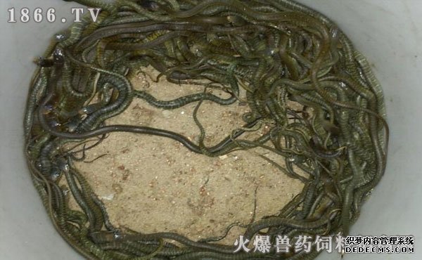 水律蛇養(yǎng)殖新技巧揭秘，高效養(yǎng)殖方法與實用操作指南