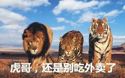 最新虎獅，學(xué)習(xí)變革的力量，自信與成就感的崛起之路