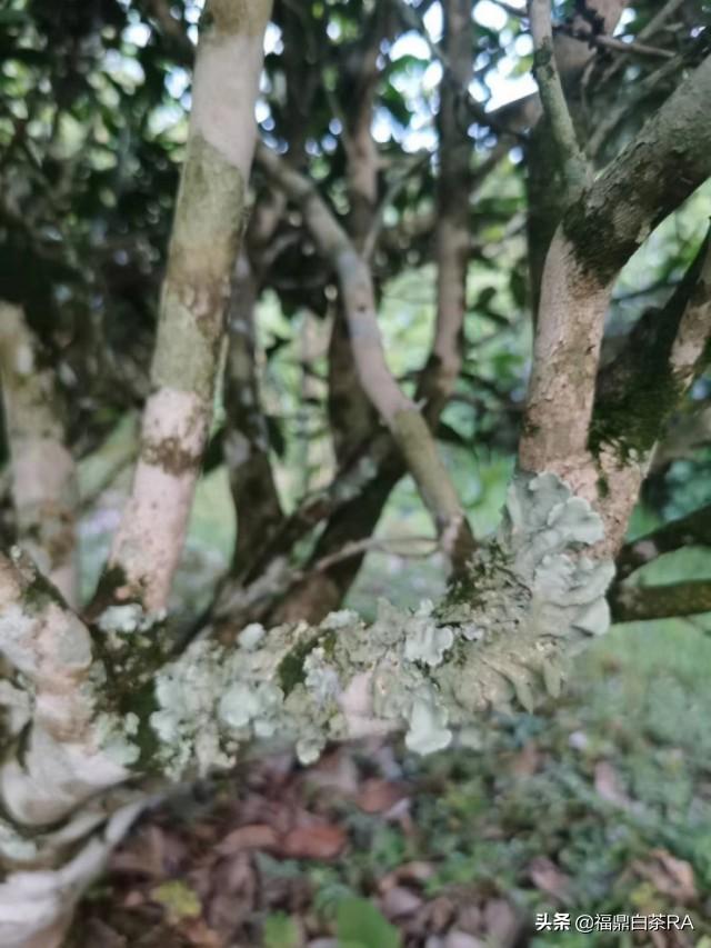 老樅紅茶價格，深度探討歷史背景與地位影響下的價格走勢