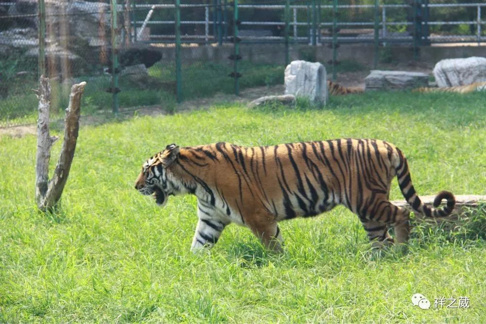 動(dòng)物園老虎吃人事件揭秘，科技重塑現(xiàn)實(shí)，震撼體驗(yàn)新紀(jì)元